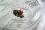 Colourful chick of the Water Hen