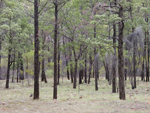 Forest in Wilpena Pound Flinders Ranges