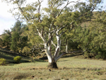 Tree and kangaroo Flinders Ranges