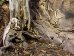 Tree trunk and rock wall Flinders Ranges
