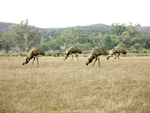 Emus grazing in the Flinders Ranges