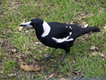 Foraging magpie searching for food on the ground