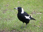 Magpie searching for food on the ground