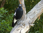 Magpie watching over its territory