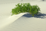 Vegetation on the sand dunes near Margaret River