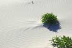 Vegetation on the sand dunes near Margaret River