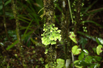 Lichen growing on trees near the Milford Track