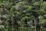 Tall forest above Milford Sound