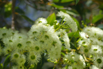 Flowering gum in the Perth Botanical Gardens