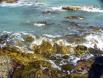 kelp, rocks and waves at Point Roadknight