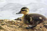 Duckling of Pacific Black Duck