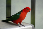 Brilliantly coloured King Parrot