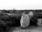 Cows and megalithic standing stones, Carnac