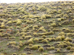 Tussock grass in the Flinders Ranges