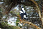 Magpie proclaiming its territory