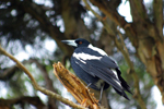 Magpie resting on a branch